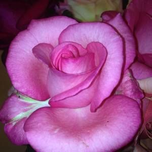 Meet your Posher, Patricia